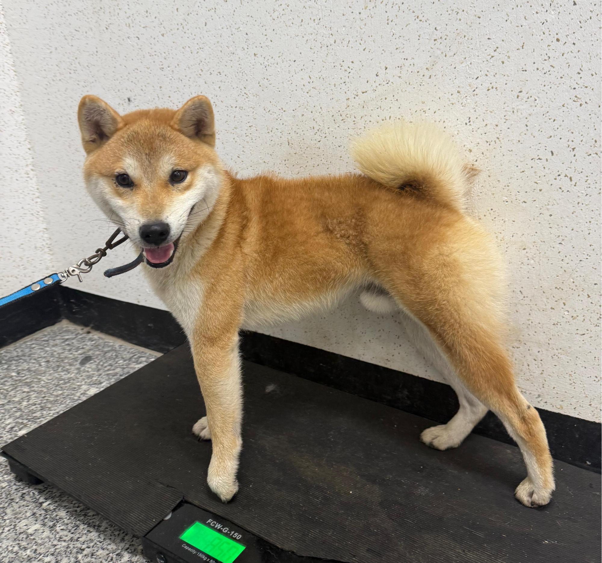 강릉시 동물사랑센터_442420202500611